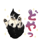 ふぁみりー NYAn’s（個別スタンプ：16）
