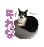 ふぁみりー NYAn’s（個別スタンプ：17）