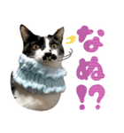 ふぁみりー NYAn’s（個別スタンプ：18）