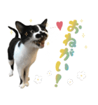 ふぁみりー NYAn’s（個別スタンプ：21）