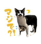 ふぁみりー NYAn’s（個別スタンプ：23）
