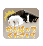 ふぁみりー NYAn’s（個別スタンプ：24）