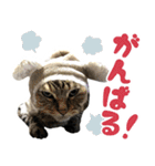 ふぁみりー NYAn’s（個別スタンプ：25）