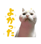 ふぁみりー NYAn’s（個別スタンプ：26）