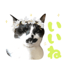 ふぁみりー NYAn’s（個別スタンプ：27）