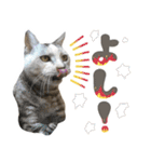 ふぁみりー NYAn’s（個別スタンプ：29）