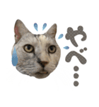 ふぁみりー NYAn’s（個別スタンプ：31）