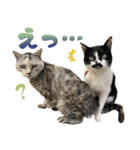 ふぁみりー NYAn’s（個別スタンプ：32）