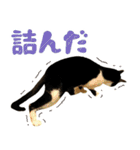 ふぁみりー NYAn’s（個別スタンプ：34）