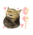 ふぁみりー NYAn’s（個別スタンプ：35）