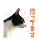 ふぁみりー NYAn’s（個別スタンプ：36）