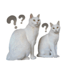 ふぁみりー NYAn’s（個別スタンプ：38）