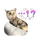 ふぁみりー NYAn’s（個別スタンプ：39）