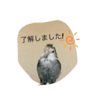 コザクラインコはなちゃん（個別スタンプ：1）