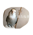コザクラインコはなちゃん（個別スタンプ：2）