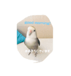 コザクラインコはなちゃん（個別スタンプ：4）