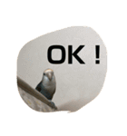 コザクラインコはなちゃん（個別スタンプ：5）