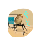 コザクラインコはなちゃん（個別スタンプ：6）