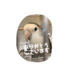 コザクラインコはなちゃん（個別スタンプ：7）