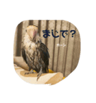 コザクラインコはなちゃん（個別スタンプ：9）