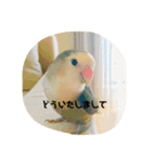 コザクラインコはなちゃん（個別スタンプ：11）