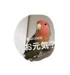 コザクラインコはなちゃん（個別スタンプ：12）