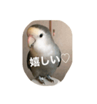 コザクラインコはなちゃん（個別スタンプ：13）