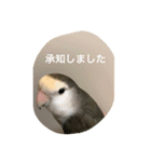 コザクラインコはなちゃん（個別スタンプ：14）