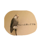 コザクラインコはなちゃん（個別スタンプ：15）