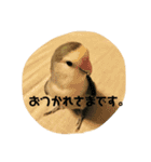 コザクラインコはなちゃん（個別スタンプ：16）