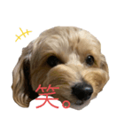 マルプーこたお（個別スタンプ：7）