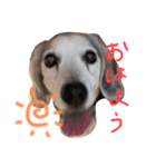 Daily Beagle Anne（個別スタンプ：1）