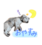 Daily Beagle Anne（個別スタンプ：2）