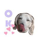 Daily Beagle Anne（個別スタンプ：3）