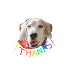 Daily Beagle Anne（個別スタンプ：4）