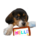 Daily Beagle Anne（個別スタンプ：5）