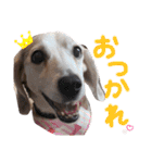 Daily Beagle Anne（個別スタンプ：6）