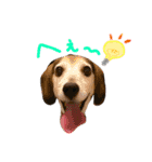 Daily Beagle Anne（個別スタンプ：7）
