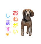 Daily Beagle Anne（個別スタンプ：8）