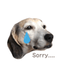 Daily Beagle Anne（個別スタンプ：9）