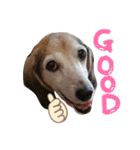 Daily Beagle Anne（個別スタンプ：11）