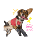 Daily Beagle Anne（個別スタンプ：12）