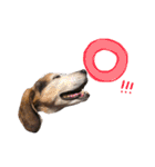 Daily Beagle Anne（個別スタンプ：13）