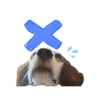 Daily Beagle Anne（個別スタンプ：14）