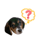 Daily Beagle Anne（個別スタンプ：15）
