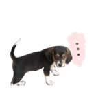 Daily Beagle Anne（個別スタンプ：16）