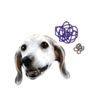 Daily Beagle Anne（個別スタンプ：17）