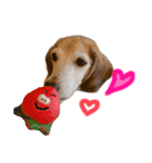 Daily Beagle Anne（個別スタンプ：18）