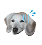 Daily Beagle Anne（個別スタンプ：20）