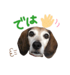 Daily Beagle Anne（個別スタンプ：21）